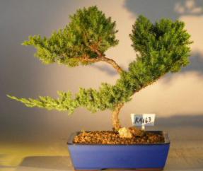 Juniper Bonsai Tree<br><i>(juniper procumbens nana)</i>