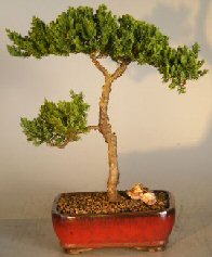 Juniper Bonsai Tree - Trained<br><i>(juniper procumbens nana)</i>