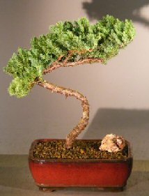 Juniper Bonsai Tree - Trained<br><i>(juniper procumbens nana)</i>