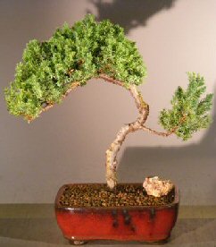 Juniper Bonsai Tree<br><i>(juniper procumbens nana)</i>