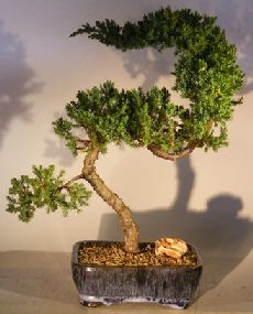 Juniper Bonsai Tree - Trained<br><i>(juniper procumbens nana)</i>