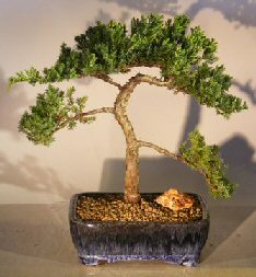 Juniper Bonsai Tree<br><i>(juniper procumbens nana)</i>