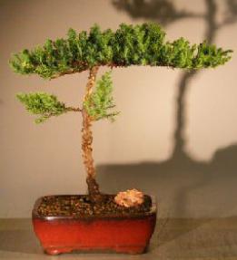 Juniper Bonsai Tree - Trained<br><i>(juniper procumbens nana)</i>