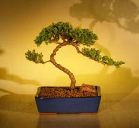 Juniper Bonsai Tree<br><i>(juniper procumbens nana)</i>