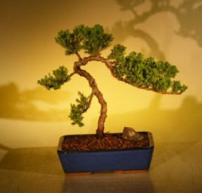 Juniper Bonsai Tree<br><i>(juniper procumbens nana)</i>