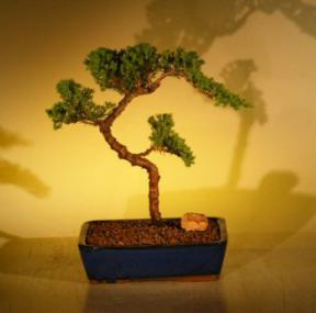 Juniper Bonsai Tree<br><i>(juniper procumbens nana)</i>