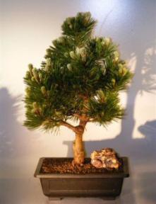 Bosnian Pine Bonsai Tree - Dwarf<br><i>(pinus leucodermis Irish hell)</i>