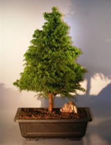 Cryptomeria Bonsai Tree<br><i>(japonica - tansu)</i>