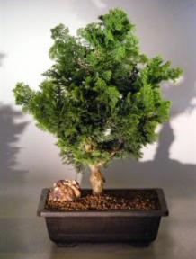 Hinoki Cypress Bonsai Tree<br><i>(chamecyparis obtusa 'koster')</i>