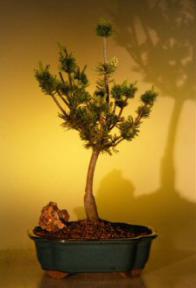 Japanese White Pine Bonsai Tree<br><i>(pinus parvifolia 'adocks dwarf')</i>