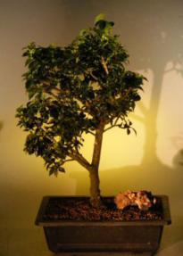 Japanese Holly Bonsai Tree<br><i>(ilex serendipity)</i>