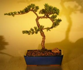 Juniper Bonsai Tree<br><i>(juniper procumbens nana)</i>