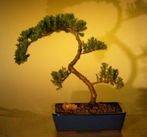 Juniper Bonsai Tree<br><i>(juniper procumbens nana)</i>