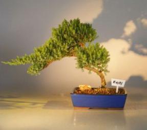 Juniper Bonsai Tree<br><i>(juniper procumbens nana)</i>