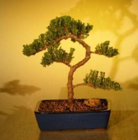 Juniper Bonsai Tree<br><i>(juniper procumbens nana)</i>