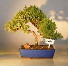 Juniper Bonsai Tree<br><i>(juniper procumbens nana)</i>