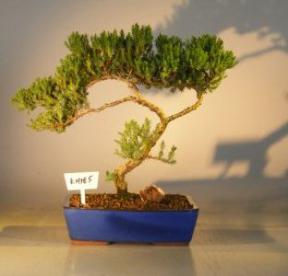 Juniper Bonsai Tree<br><i>(juniper procumbens nana)</i>