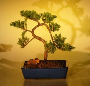 Juniper Bonsai Tree<br><i>(juniper procumbens nana)</i>