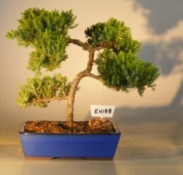 Juniper Bonsai Tree<br><i>(juniper procumbens nana)</i>