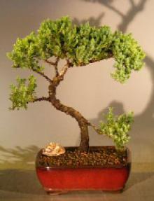 Juniper Bonsai Tree<br><i>(juniper procumbens nana)</i>