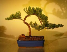 Juniper Bonsai Tree<br><i>(juniper procumbens nana)</i>