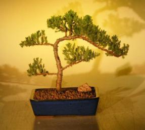 Juniper Bonsai Tree<br><i>(juniper procumbens nana)</i>