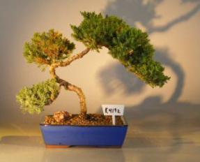 Juniper Bonsai Tree<br><i>(juniper procumbens nana)</i>