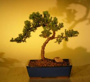 Juniper Bonsai Tree<br><i>(juniper procumbens nana)</i>