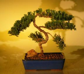 Juniper Bonsai Tree<br><i>(juniper procumbens nana)</i>