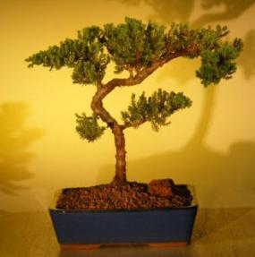 Juniper Bonsai Tree<br><i>(juniper procumbens nana)</i>