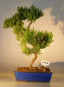 Juniper Bonsai Tree - Trained<br><i>(juniper procumbens nana)</i>