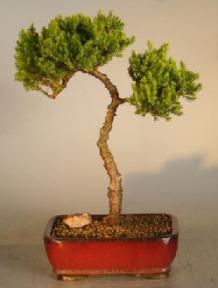 Juniper Bonsai Tree<br><i>(juniper procumbens nana)</i>