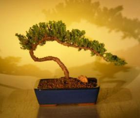 Juniper Bonsai Tree<br><i>(juniper procumbens nana)</i>