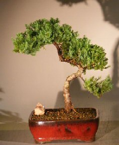 Juniper Bonsai Tree - Trained<br><i>(juniper procumbens nana)</i>