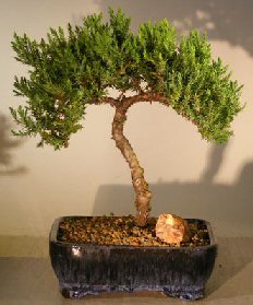 Juniper Bonsai Tree - Trained<br><i>(juniper procumbens nana)</i>