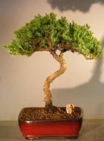 Juniper Bonsai Tree<br><i>(juniper procumbens nana)</i>