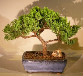 Juniper Bonsai Tree - Trained <br><i></i>(juniper procumbens nana)