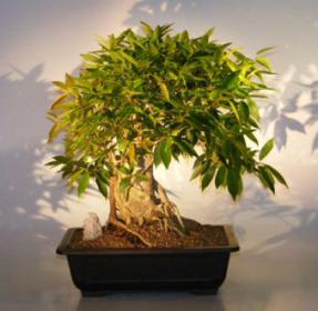 Willow Leaf Ficus Bonsai Tree<br><i>(ficus nerifolia/salicafolia)</i>