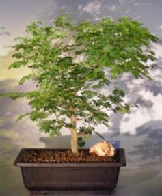 Flowering Brazilian Raintree Bonsai Tree <br><i>(pithecellobium tortum)</i>