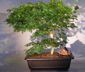 Flowering Brazilian Raintree Bonsai Tree <br><i>(pithecellobium tortum)</i>