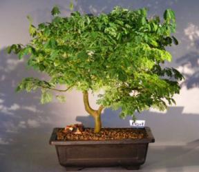 Flowering Brazilian Raintree Bonsai Tree <br><i>(pithecellobium tortum)</i>