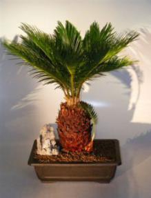 Sago Palm Bonsai Tree with Baby<br><i>(cycas revoluta)</i>