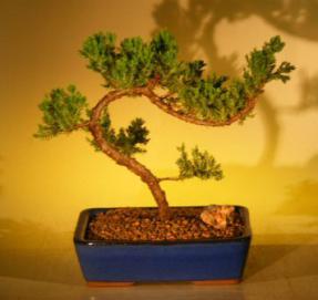 Juniper Bonsai Tree<br><i>(juniper procumbens nana)</i>