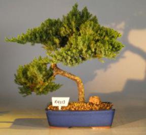 Juniper Bonsai Tree<br><i>(juniper procumbens nana)</i>