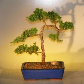 Juniper Bonsai Tree<br><i>(juniper procumbens nana)</i>