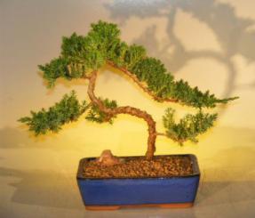 Juniper Bonsai Tree<br><i>(juniper procumbens nana)</i>