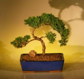 Juniper Bonsai Tree<br><i>(juniper procumbens nana)</i>