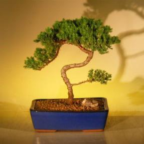 Juniper Bonsai Tree<br><i>(juniper procumbens nana)</i>