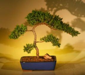 Juniper Bonsai Tree<br><i>(juniper procumbens nana)</i>