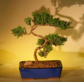 Juniper Bonsai Tree<br><i>(juniper procumbens nana)</i>